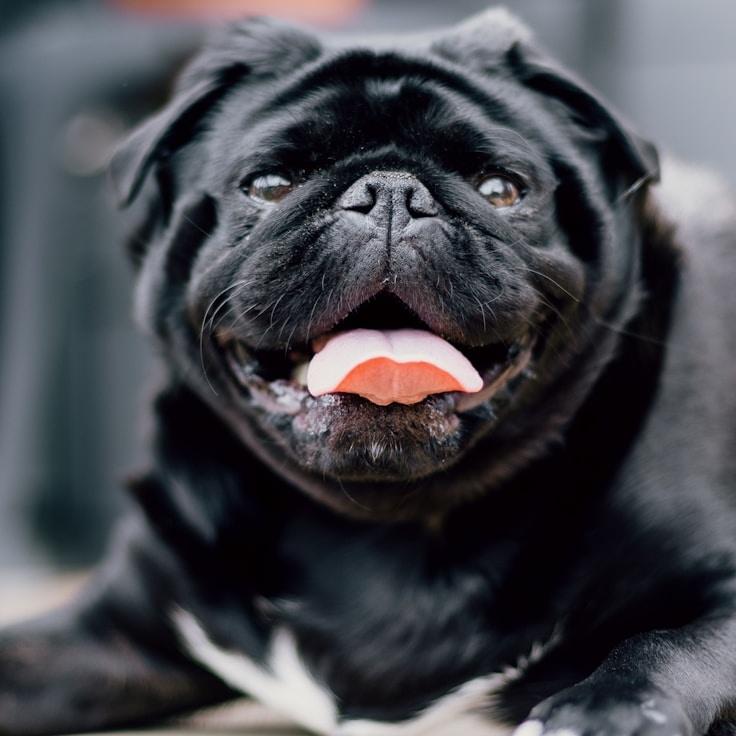 Portrait of Alex Carter, community mentor and Italian cuisine specialist